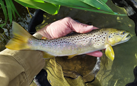 Beautiful Wild Trout